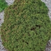 Picea glauca 'Alberta globe' -- grüne Kugelfichte